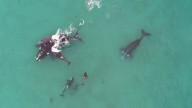 Ataque y defensa: lo qué revela el ataque de las orcas y la defensa de ballenas en Península Valdez
