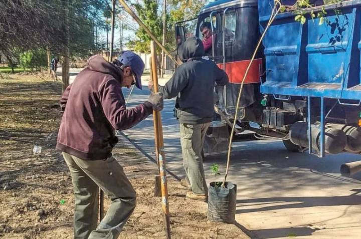 La ciudad se viste de verde: continúa el plan de arbolado con 2.300 nuevos árboles