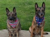 Salem Police Department K9 dies of sudden illness