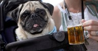 9th annual Barks and Brews brings fun to fundraising