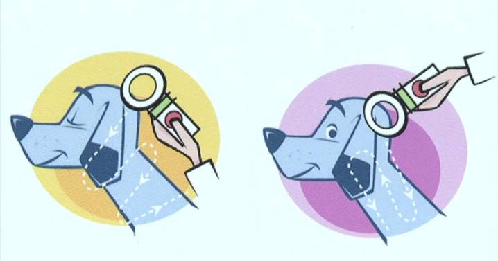 After parish steps back, New Iberia takes stray dog problem into its own hands