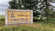 Animal cruelty cases in Lethbridge force Shelter to pause dog intakes