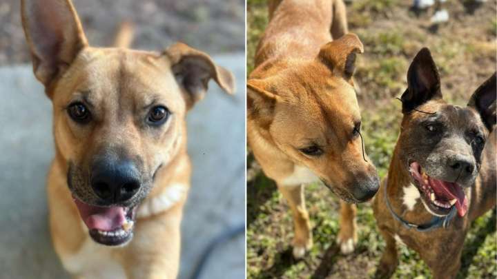 South Carolina Dog’s Gentle Soul Is Overlooked For 1,000 Days, But She Still Believes In Love