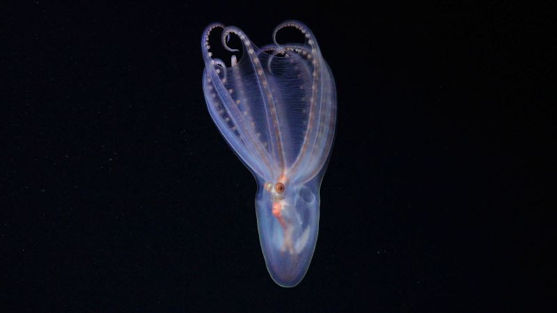 Expediciones inéditas captan los tesoros submarinos de Argentina y Uruguay