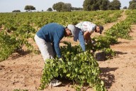 ¿Cuál es el sueldo diario de un vendimiador en Castilla