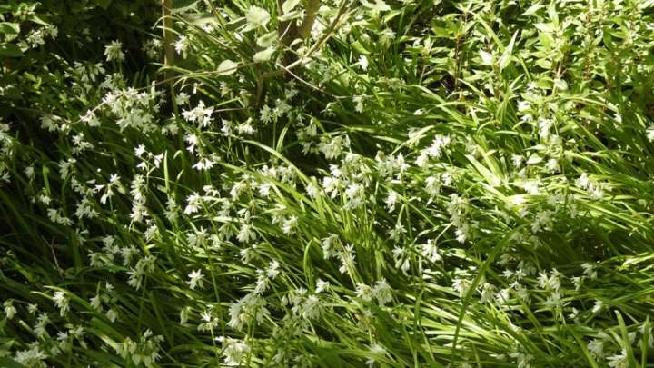 No es maleza: la planta con flor divina que esconde muchísimos beneficios para tu salud