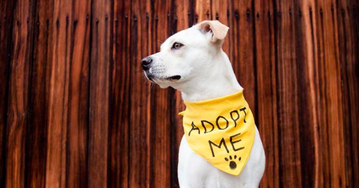 Programas de esterilización masiva buscan reducir el abandono de mascotas en Colombia