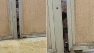 Colorado Pup’s Heartbreaking Gaze Through A Crack In His Kennel Captures Hearts Online