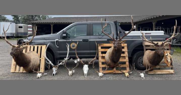 Six men plead guilty to poaching bull and elk