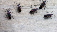 Stink bugs? Meet another fall insect home invader. More on boxelder bugs