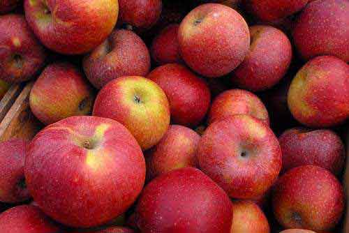 Despite damaged roads, over 1.73 crore apple boxes reach Himachal markets