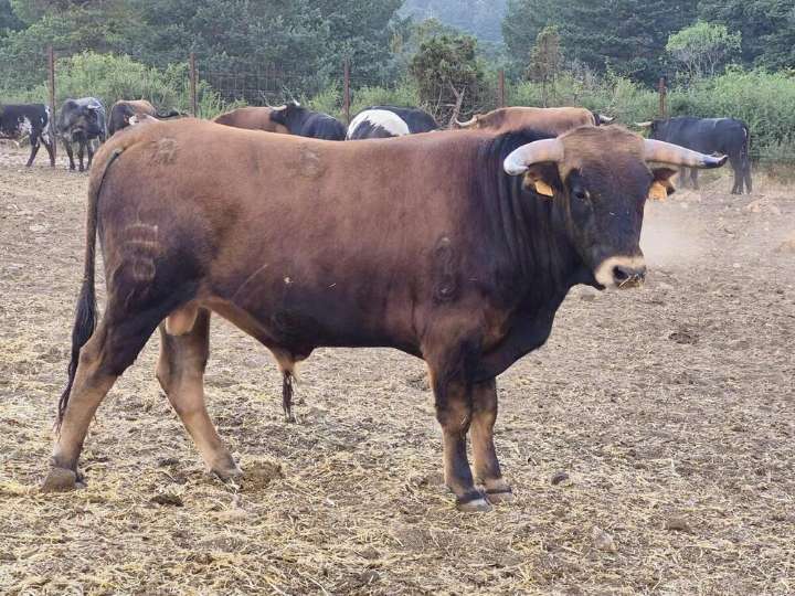 Landete está «ilusionado» ante su feria taurina de San Miguel