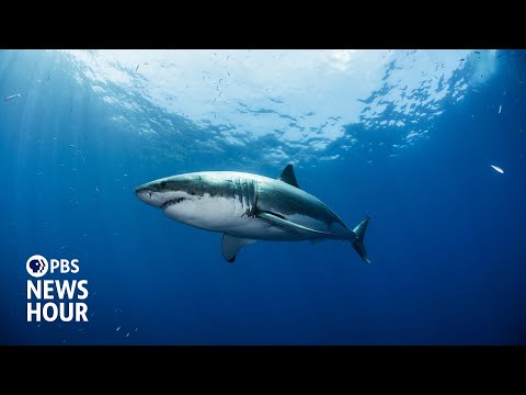 50 years after 'Jaws,' scientist dispels myths about sharks