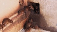 Zoologists begin study on rodent outbreak in Mizoram amid fears of scrub typhus spread