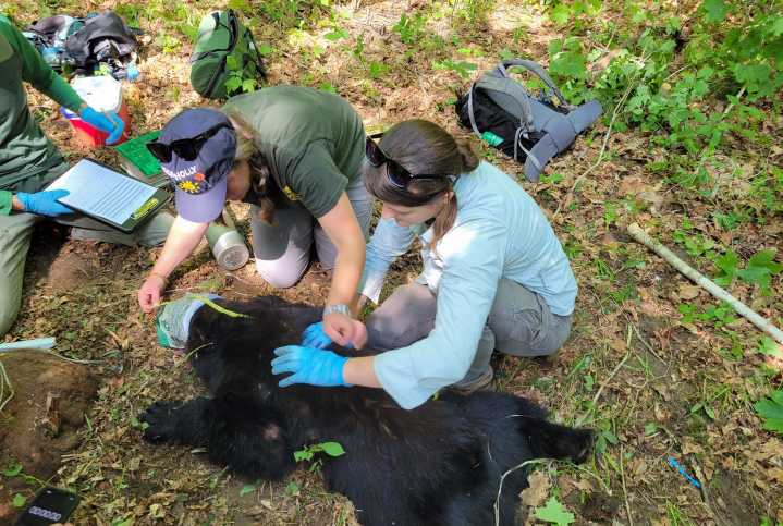 Why is Vermont’s bear population booming?
