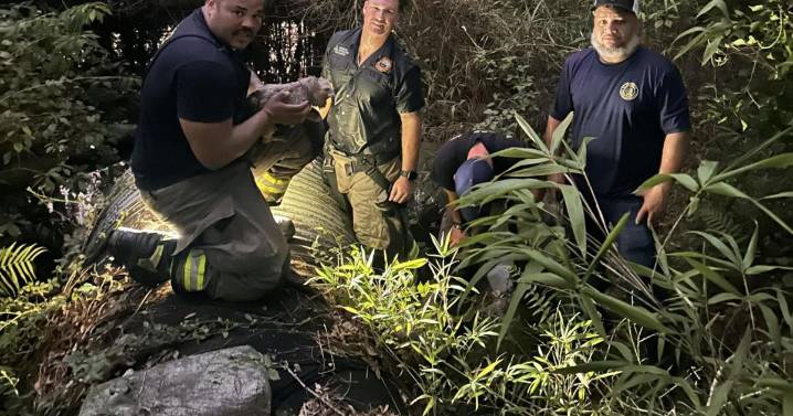 St. Tammany firefighters help rescue a blind, deaf Shih Tzu named Meatball from a culvert