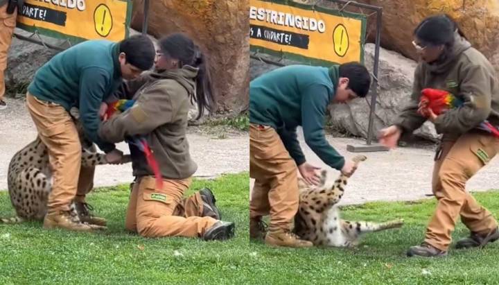 Impacto en Buinzoo: actividad terminó con un serval matando a guacamayo frente a asistentes