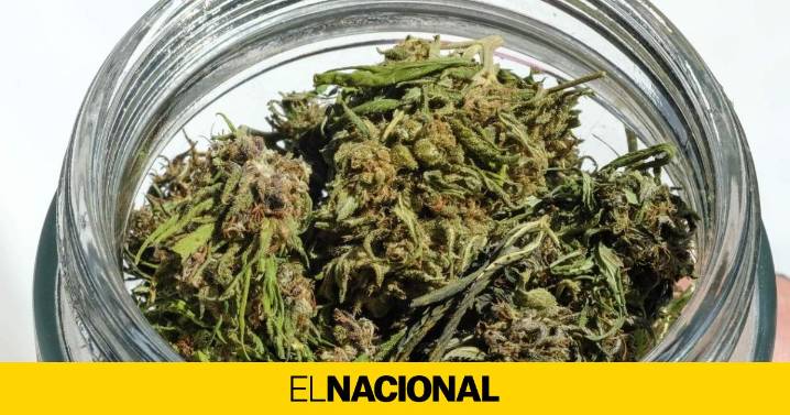 Un extracto de cannabis abre la puerta a un tratamiento seguro contra el dolor lumbar crónico