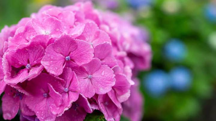 Un chorrito de este abono casero y tus hortensias estallarán de flores en septiembre