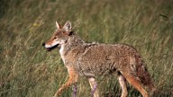 Earth Notes: Coyote Calls