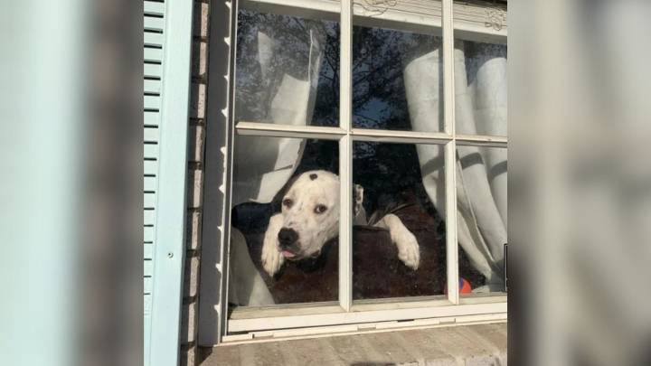 Florida UPS Driver Makes Woman's Day By Sharing A Touching Compliment About Her Dog