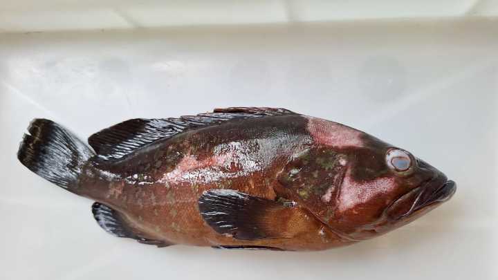 Detectan el primer caso de betanodavirus en un mero en la costa de Cataluña: "Un brote grave puede acabar con una especie antes de que se inmunice"