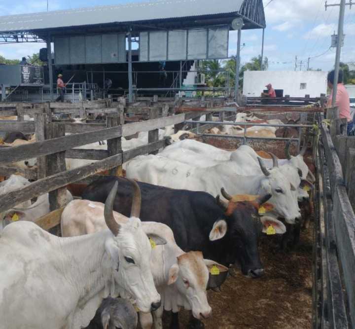 Ganaderos deben actuar rápido ante casos de gusano barrenador, advierte Seder