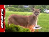 Mountain Lions Surround Colorado Home in Chilling Backyard Footage