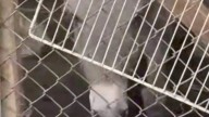 Piden ayuda para rescatar al burrito Simón, víctima de maltrato en Panotla