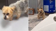 Worried Colorado Owner Took Her Dog To Vet After She Started Choking, Not Expecting What Would Happen Next