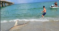 Children catch 7-foot hammerhead shark in Sunny Isles while fishing, authorities say