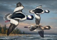 Minnesota artist James Hautman wins 2025 Federal Duck Stamp Art Contest