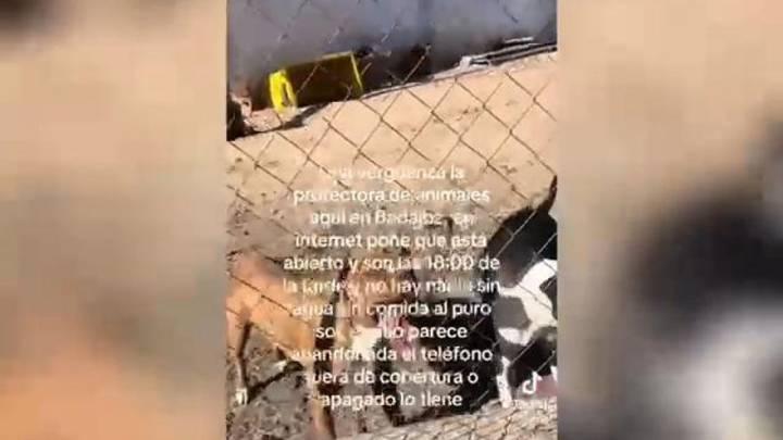 Indignación en redes por un vídeo que denuncia supuesto abandono en la perrera municipal