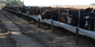 El negocio del feedlot puede volverse insostenible