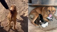 California Stray Dog Hiding In The Desert Surprises Rescuers With 10 Tiny Puppies