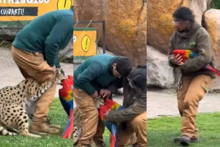 Tragedia en Buinzoo: felino atacó y causó la muerte de guacamayo en plena actividad educativa con público