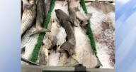 UNC researchers discover endangered species, animals not safe for consumption, at local stores :: WRAL.com