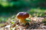 The curious world of the penny bun mushroom