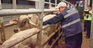En un par de meses podría quedar resuelta la exportación de ganado mexicano a EU