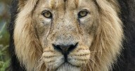 Shock as rare lion that starred on Channel 4 found dead at UK zoo