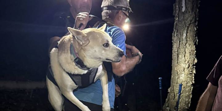 Dog rescued from Long Trail