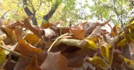 Autumn has arrived: What should you do with your leaves?