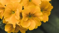 21 de septiembre: El motivo por el cual se regalan flores amarillas (y cuál es su significado)