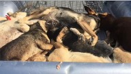 Así trabajan las "patrullas de la muerte": el plan de Marruecos para asesinar a tres millones de perros antes del Mundial 2030
