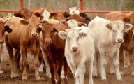 Llama México a EU a reactivar exportación de ganado; confirma contención de gusano barrenador