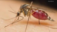 West Nile virus found in Ada County mosquitoes