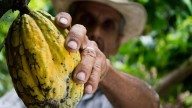 Leyenda del cacao en Tula, un regalo de Quetzalcóatl al pueblo Tolteca