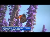 Monarch Butterfly begins 'magical' journey from Chicago to Mexico