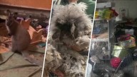 Prairie dogs, hedgehogs and wallaby among 84 animals saved from New York home