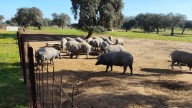La Diputación de Badajoz comienza la cesión de cerdos para la celebración de matanzas populares